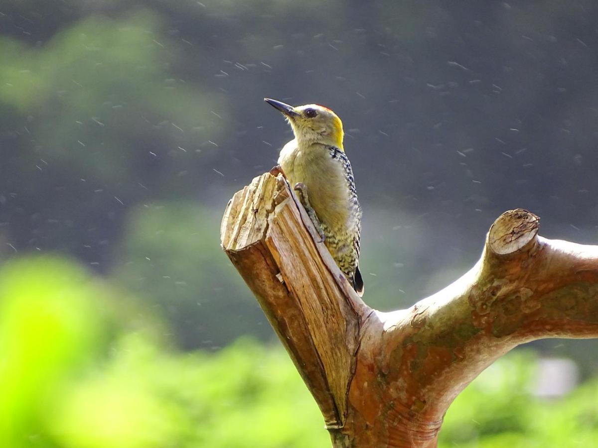Miztli Lodge & Adventure Monteverde Ngoại thất bức ảnh