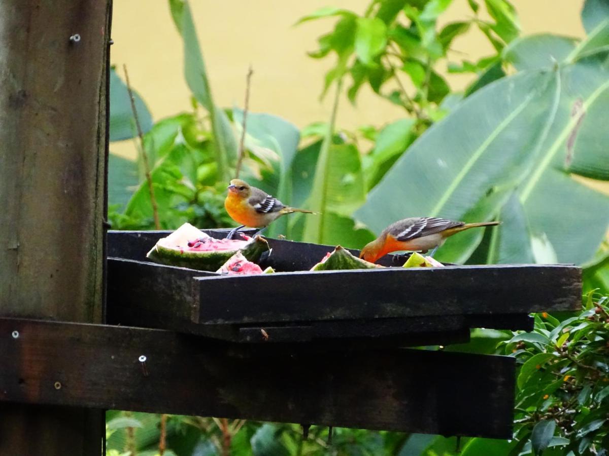 Miztli Lodge & Adventure Monteverde Ngoại thất bức ảnh