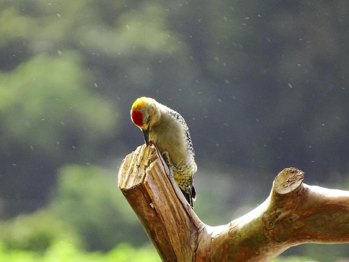 Miztli Lodge & Adventure Monteverde Ngoại thất bức ảnh